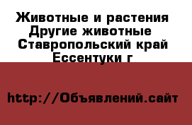 Животные и растения Другие животные. Ставропольский край,Ессентуки г.